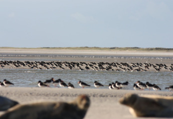 Beach scene at Maison de vacances - LE PONCHEL in France, showing flocks of birds and some seals.