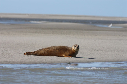 En sæl ligger afslappet på den sandede strand ved Maison de vacances - LE PONCHEL i Frankrig.