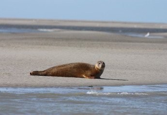 A seal rests on the sandy beach near Maison de vacances - LE PONCHEL cabin in France.