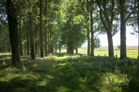 Sendero verde entre árboles altos y sol, tomado cerca de Maison de vacances - LE PONCHEL en Francia.
