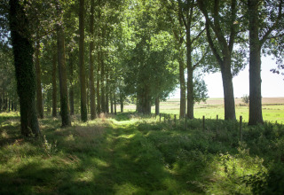 Sendero verde entre árboles altos y sol, tomado cerca de Maison de vacances - LE PONCHEL en Francia.