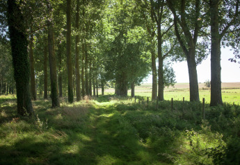 Sendero verde entre árboles altos y sol, tomado cerca de Maison de vacances - LE PONCHEL en Francia.