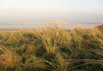 Paysage de dunes herbeuses et eau calme près de la Maison de vacances - LE PONCHEL en France sous le ciel bleu.