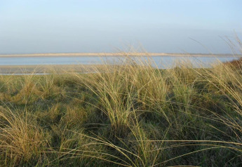 View of grassy dunes and calm waters near Maison de vacances - LE PONCHEL cabin in France during daylight.