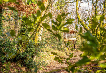 Yeworthy Eco-Treehouse in the UK, nestled among lush green foliage and trees in a sunlit forest.