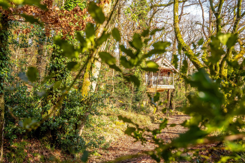 Yeworthy Eco-Treehouse nel Regno Unito, immersa tra alberi e foglie verdi in una foresta soleggiata.
