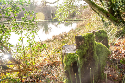 Paesaggio soleggiato con ceppo d'albero muschioso e lago presso Yeworthy Eco-Treehouse, Regno Unito.