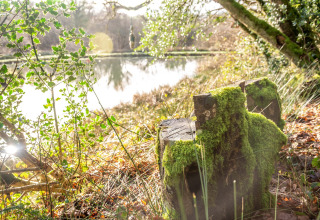 Paesaggio soleggiato con ceppo d'albero muschioso e lago presso Yeworthy Eco-Treehouse, Regno Unito.