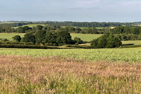 Paysage rural avec champs verts et arbres sous un ciel dégagé, photographié depuis un pod.