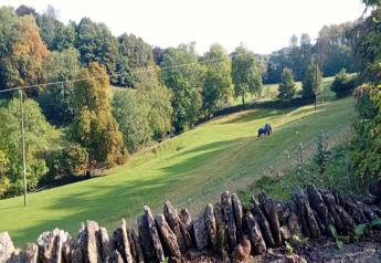 Vue d’un pod sur un champ vert avec deux chevaux qui paissent, des arbres et un muret de pierres devant.