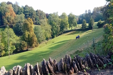 Foto vanuit een pod met uitzicht op groen veld, twee grazende paarden, bomen en een stenen muurtje.