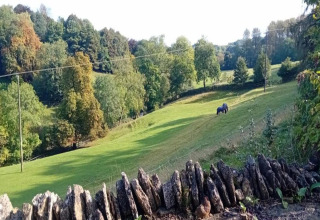 Foto vanuit een pod met uitzicht op groen veld, twee grazende paarden, bomen en een stenen muurtje.