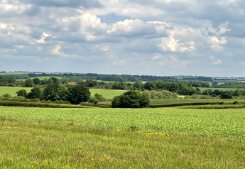 Paysage de champs verts et d'arbres épars sous un ciel partiellement nuageux près de The Cornflower, Royaume-Uni.