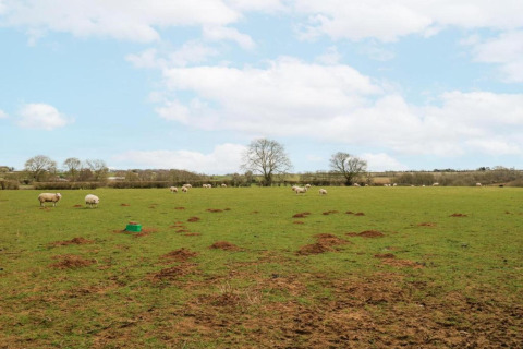 Groen weiland met schapen en bomen onder blauwe lucht, gezien vanaf The Cornflower pod, Verenigd Koninkrijk.
