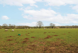 Groen weiland met schapen en bomen onder blauwe lucht, gezien vanaf The Cornflower pod, Verenigd Koninkrijk.
