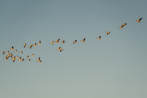 Una bandada de aves vuela en formación de V sobre MarinaPark Beach Resort Soal en Frisia, Países Bajos.