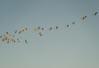 Ein Schwarm Vögel fliegt in V-Formation über das MarinaPark Beach Resort Soal in Friesland, Niederlande.