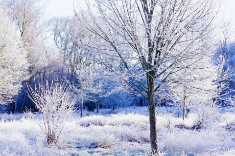 Escena invernal en Charming Tiny House en los Países Bajos con árboles y arbustos cubiertos de escarcha.