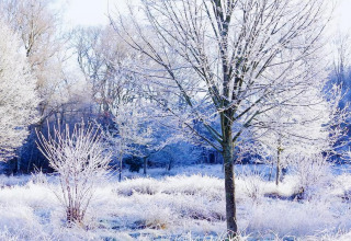 Escena invernal en Charming Tiny House en los Países Bajos con árboles y arbustos cubiertos de escarcha.