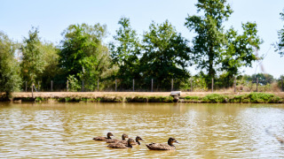 Ducks in the water - Camping La Bretonnière - Villatent - Saint Julien des Landes, Pays de la Loire, France