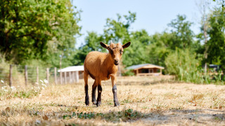 Goat - Camping La Bretonnière - Villatent - Saint Julien des Landes, Pays de la Loire, France