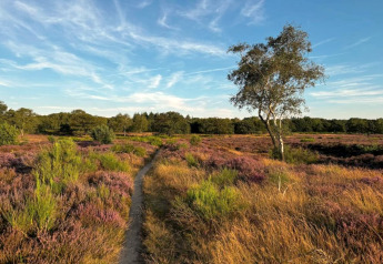 Sti gennem hede med et ensomt træ ved Holiday home i Haarle nær Sallandse Heuvelrug, Nederlandene.