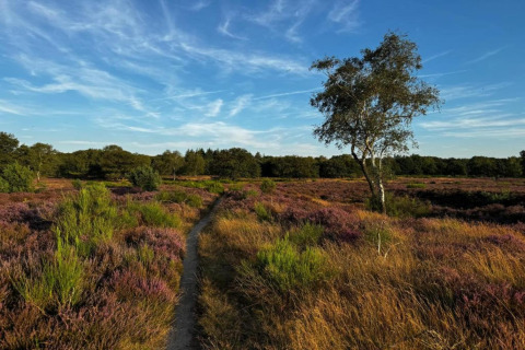 Sti gennem hede med et ensomt træ ved Holiday home i Haarle nær Sallandse Heuvelrug, Nederlandene.