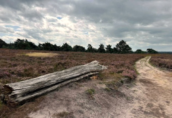 En gammel træstamme ligger ved en sti under en overskyet himmel nær Sallandse Heuvelrug i Holland.