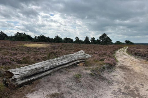 En gammel træstamme ligger ved en sti under en overskyet himmel nær Sallandse Heuvelrug i Holland.