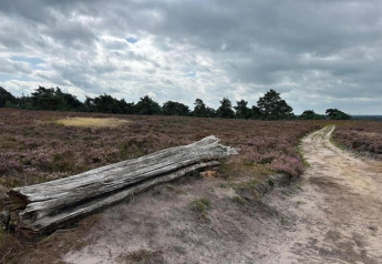 Ein alter Baumstamm liegt neben einem Sandweg auf einer Heide nahe Sallandse Heuvelrug in den Niederlanden.