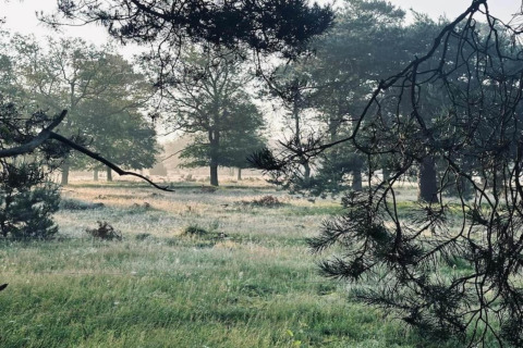 Udsigt over en grønt skovområde tæt på Holiday home i Haarle nær Sallandse Heuvelrug, Nederlandene.