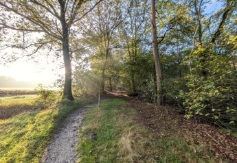 Chemin forestier ensoleillé près de la location de vacances à Haarle près de Sallandse Heuvelrug, Pays-Bas.