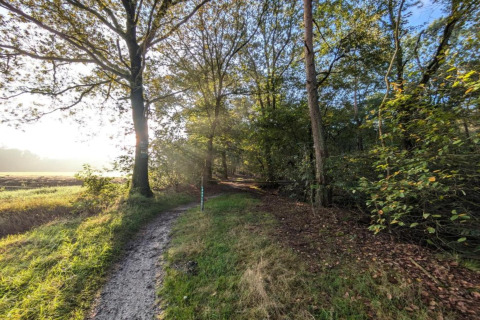 Sti gennem skov med sollys i nærheden af ferieboligen i Haarle ved Sallandse Heuvelrug, Holland.