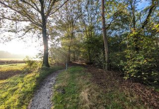 Sti gennem skov med sollys i nærheden af ferieboligen i Haarle ved Sallandse Heuvelrug, Holland.