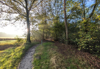 Sendero boscoso con luz solar cerca de la casa de vacaciones en Haarle junto a Sallandse Heuvelrug, Países Bajos.