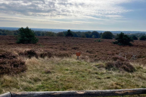 Udsigt over en lynghede ved Holiday home i Haarle nær Sallandse Heuvelrug, Holland, med træer og skyer.