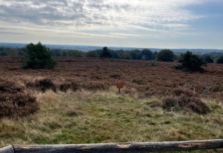 Udsigt over en lynghede ved Holiday home i Haarle nær Sallandse Heuvelrug, Holland, med træer og skyer.