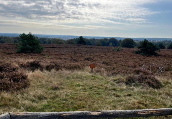 Blick auf eine Heidelandschaft beim Ferienhaus in Haarle nahe Sallandse Heuvelrug, Niederlande, mit Bäumen.
