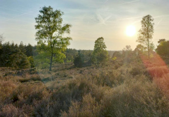 Tramonto su un paesaggio naturale con alberi e arbusti vicino a Sallandse Heuvelrug a Haarle, Paesi Bassi.