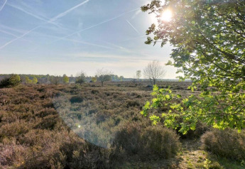 Sonnige Heide- und Baumszene nahe Sallandse Heuvelrug, aufgenommen von einer Ferienwohnung in Haarle, Niederlande.