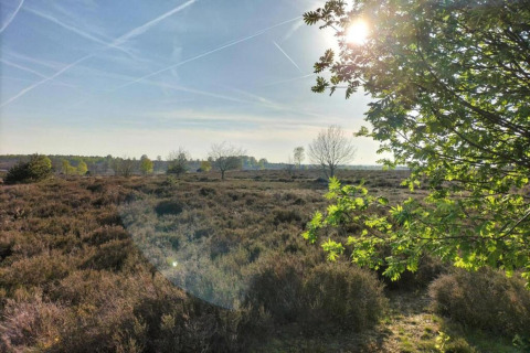 Solrig udsigt over lyng og træer i naturen nær Sallandse Heuvelrug, set fra en feriebolig i Haarle, Holland.