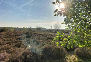 Vista soleada de brezales y árboles cerca de Sallandse Heuvelrug, Holanda, tomada desde una casa de vacaciones en Haarle.