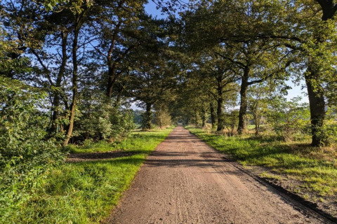 Træbeklædt grusvej beliggende ved Holiday home «in Haarle nær Sallandse Heuvelrug» i Holland, solrig dag.