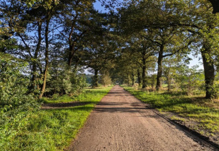 Træbeklædt grusvej beliggende ved Holiday home «in Haarle nær Sallandse Heuvelrug» i Holland, solrig dag.