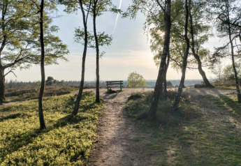 Sti gennem skov med bænk ved Holiday home i Haarle nær Sallandse Heuvelrug i Holland, solnedgang.