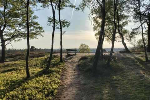 Sti gennem skov med bænk ved Holiday home i Haarle nær Sallandse Heuvelrug i Holland, solnedgang.