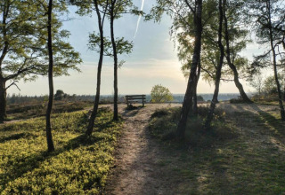 Sti gennem skov med bænk ved Holiday home i Haarle nær Sallandse Heuvelrug i Holland, solnedgang.