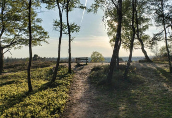 Waldweg mit Bank bei Holiday home in Haarle nahe Sallandse Heuvelrug, Niederlande, im Sonnenlicht.