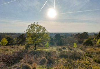 Sonnige Landschaft mit Bäumen und Wiesen nahe dem Sallandse Heuvelrug bei Haarle, Niederlande.