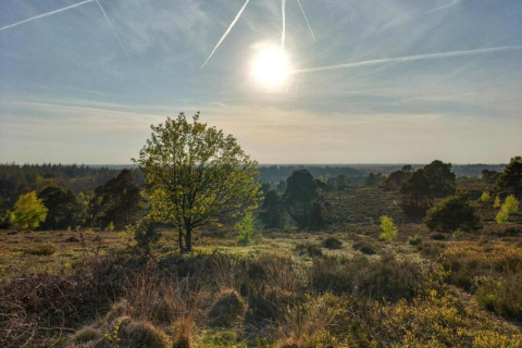Smuk solrig udsigt over naturen ved Sallandse Heuvelrug, taget fra ferieboligen i Haarle, Holland.